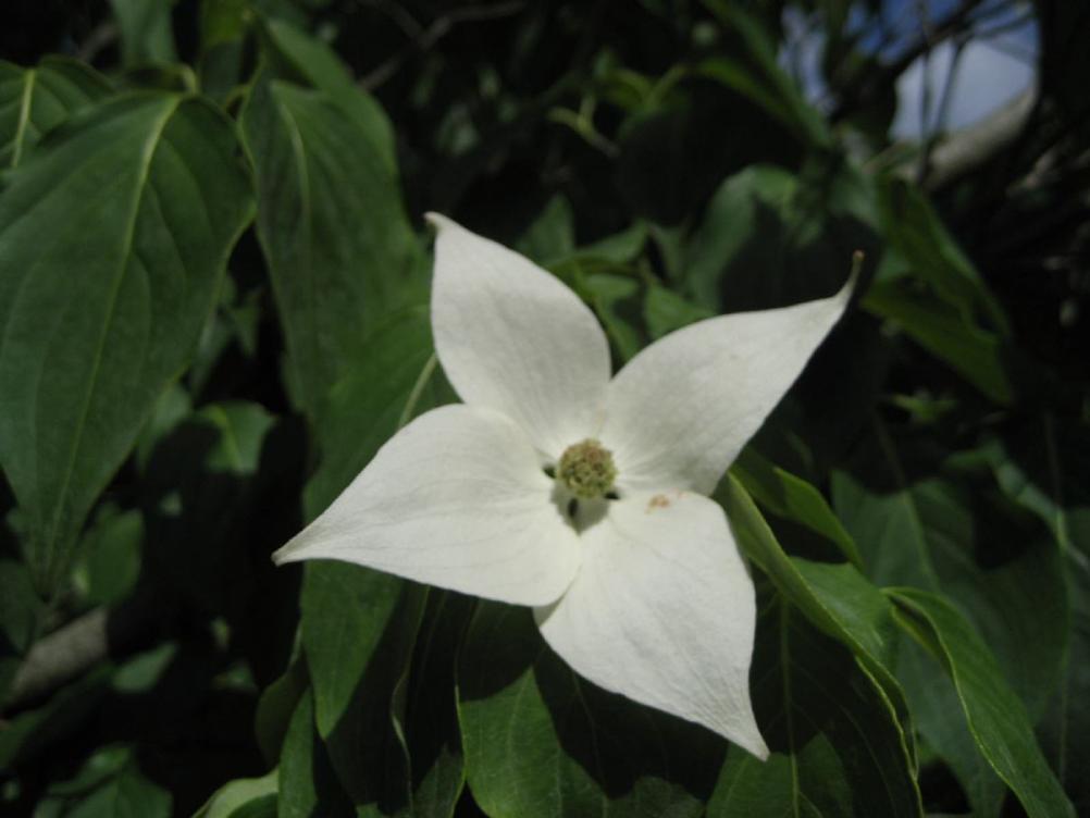 Chinesischer Blumen-Hartriegel