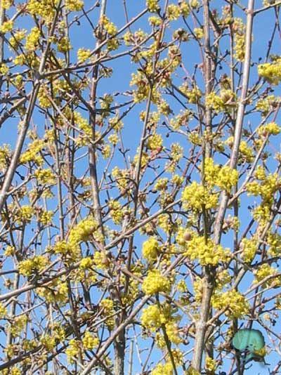 Die Blütezeit dieses Strauchs liegt in im März/Apr