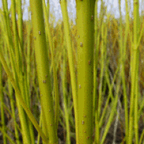 Cornus stolonifera 'Flaviramea' Seidiger Hartriege