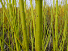 Cornus stolonifera 'Flaviramea' Seidiger Hartriege