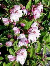 Deutzia purpurascens 'Kalmiiflora'