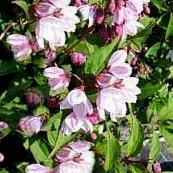 Deutzia purpurascens 'Kalmiiflora'
