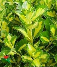 Euonymus japonicus 'Luna'