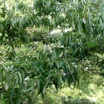 Heptacodium miconioides