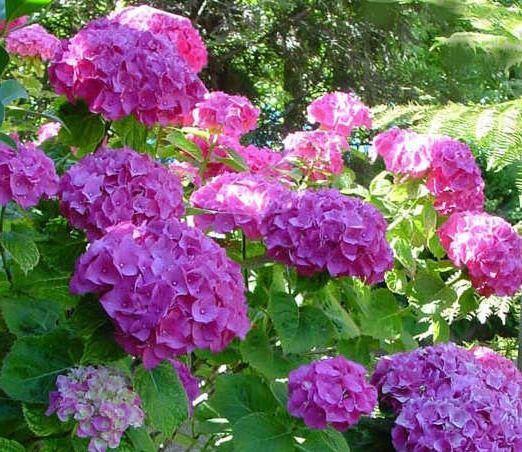  Bauernhortensie Bouquet Rose