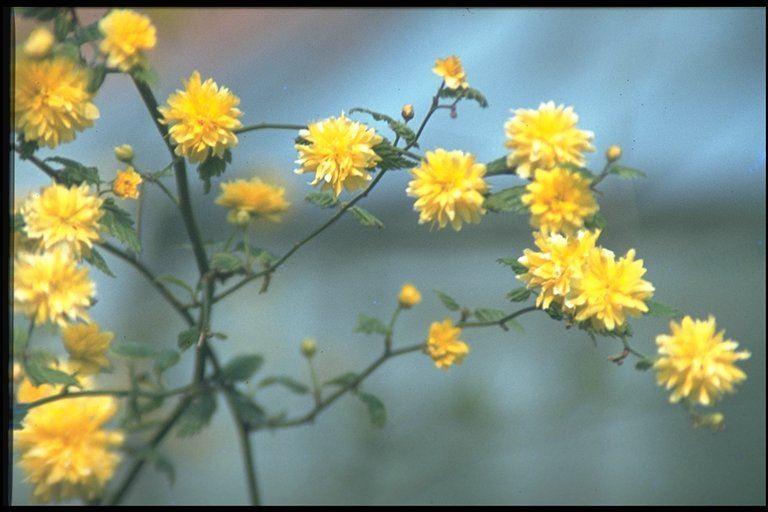 Kerria japonica 'Pleniflora'