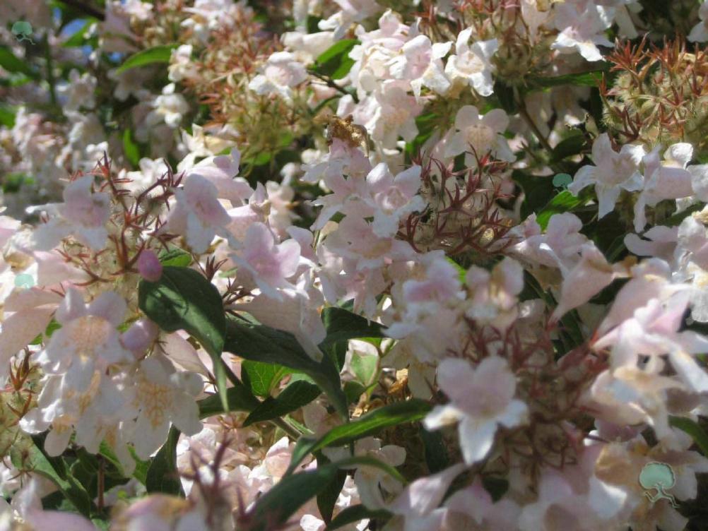 Weigelia Hybride "Bristol Ruby"