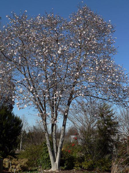 Magnolia loebneri Meril