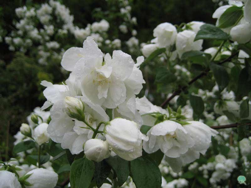 Gefüllter Gartenjasmin