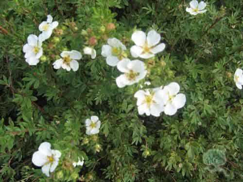 Potentilla fruticosa ´Abbotswood´annt)