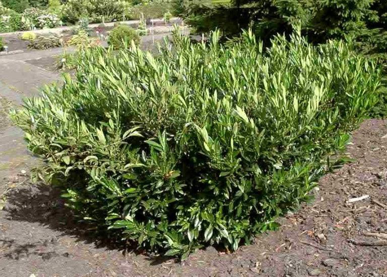 Prunus laurocerasus 'Otto Luyken'