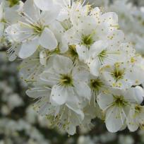Prunus spinosa