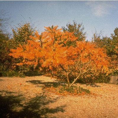 Rhus typhina  'Dissecta'