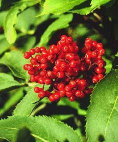 Roter Holunder / Trauben-Holunder