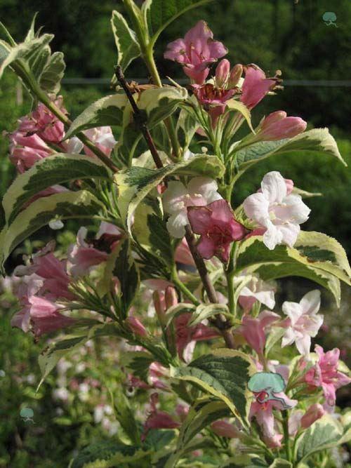 Weigela florida Variegata