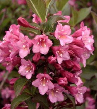 Weigelia Hybride 
