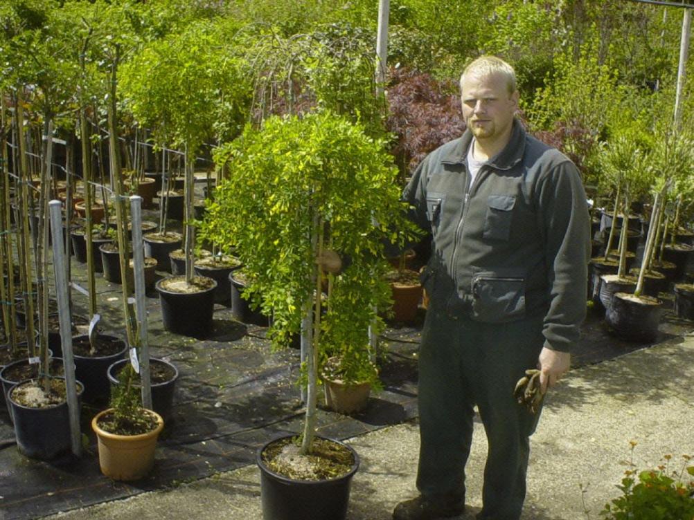 Hänge-Erbsenstrauch