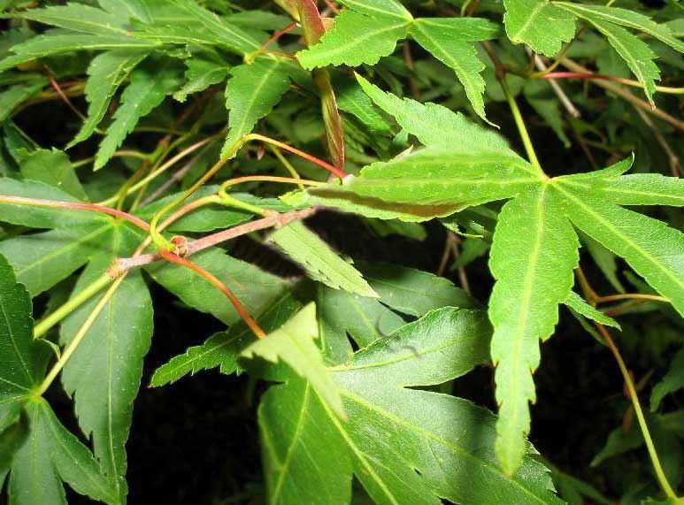 Acer palmatum 'Butterfly'   