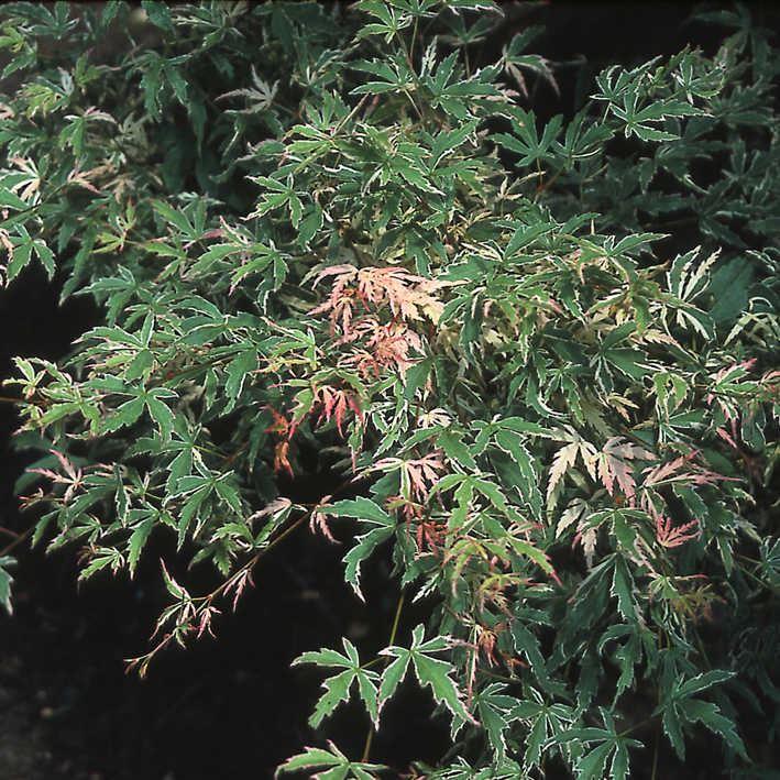 Acer palmatum 'Butterfly'