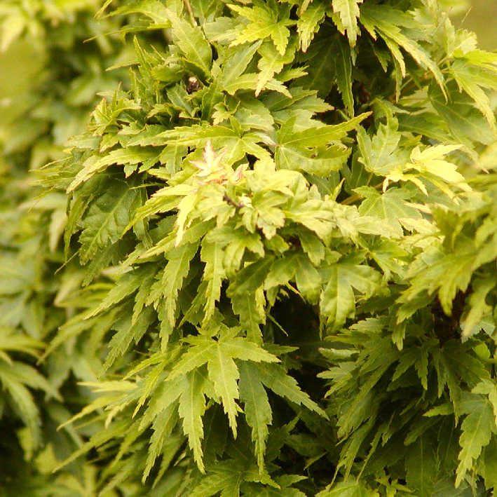 Fächerahorn 'Kotohime' Japanischen Ahorn