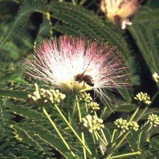 Albizia julibrissin 