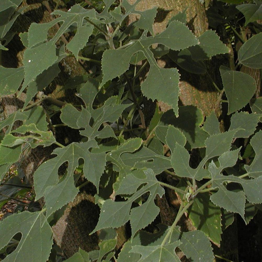 Broussonetia papyrifera