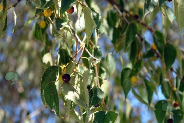 Celtis australis