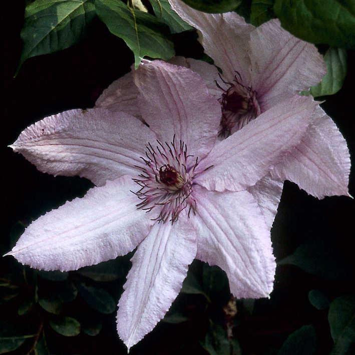 CLEMATIS 'HAGLEY HYBRID' / WALDREBE   DV