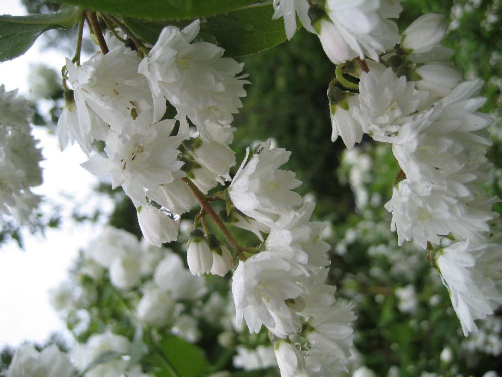 Gefüllter Sternchen-Strauch