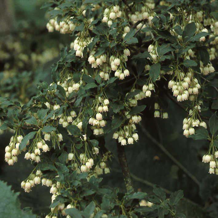 Enkianthus campanulatus