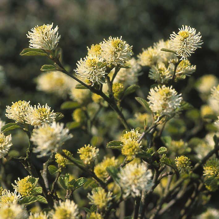Fothergilla gardenii 
