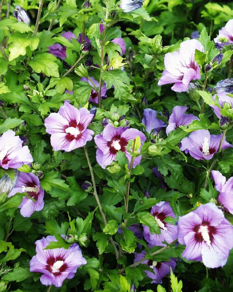 Hibiscus syriacus 'Pink Giant'