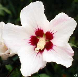 Hibiscus syriacus Red Heart