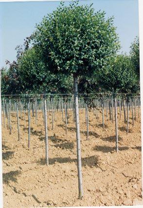 Steppenkirsche 'Globosa'