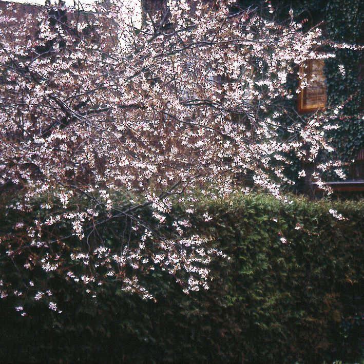 Prunus subhirtella 'Autumnalis Rosea'