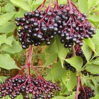Sambucus nigra 'Haschberg'