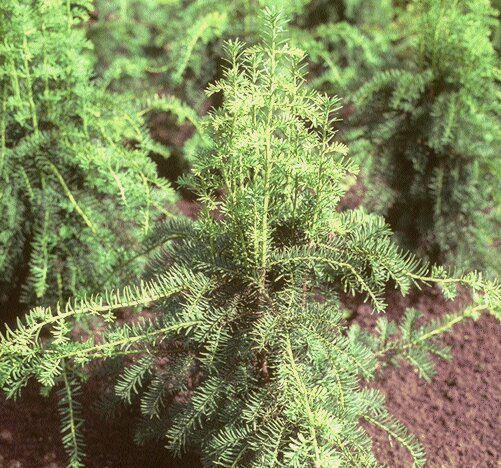 Taxus baccata 'Dovastoniana'