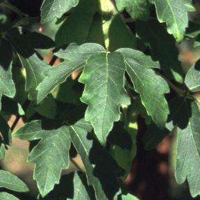 Acer griseum / Zimtahorn