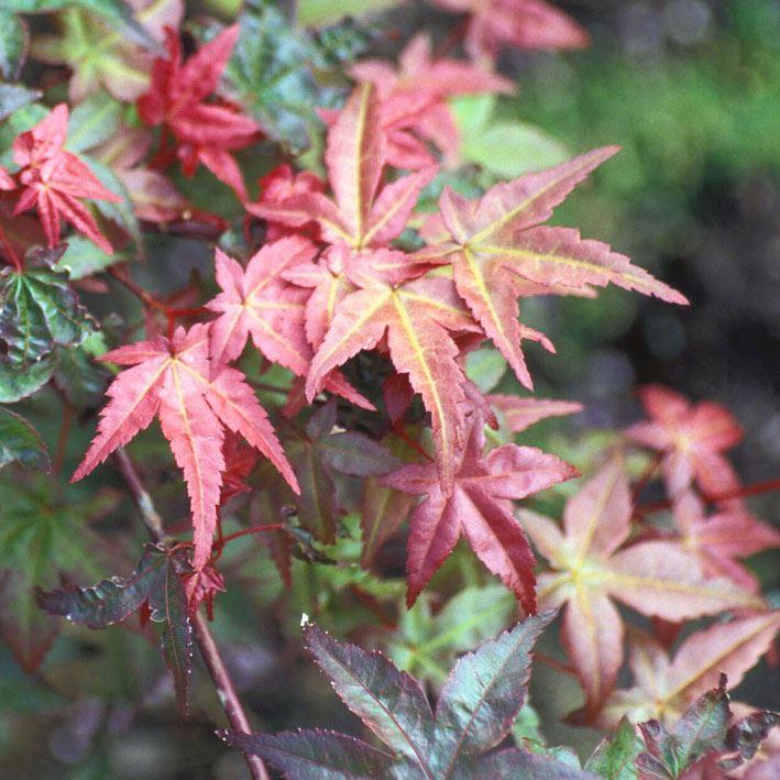 Acer palmatum 'Deshojo', Japan. Ahorn, Fächerahorn