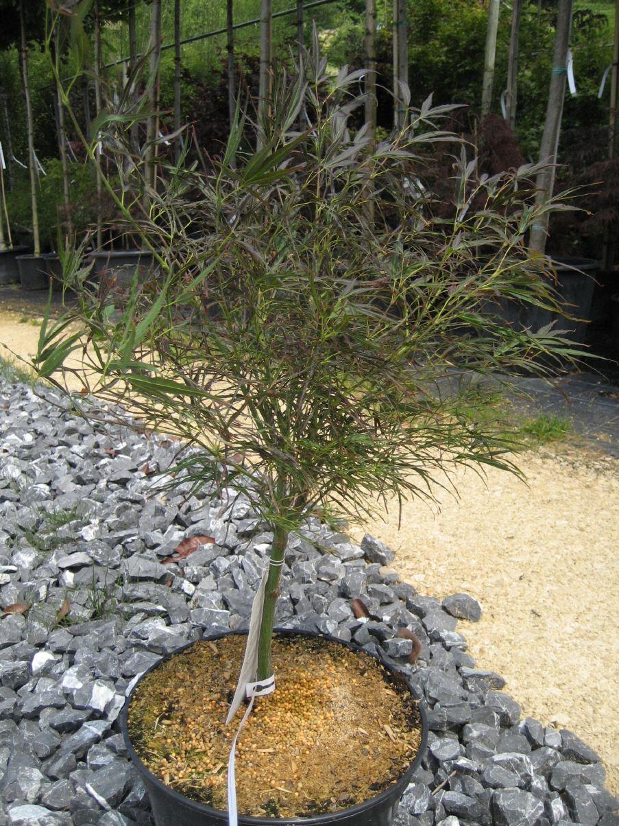 Acer palmatum 'Red Pygmy'