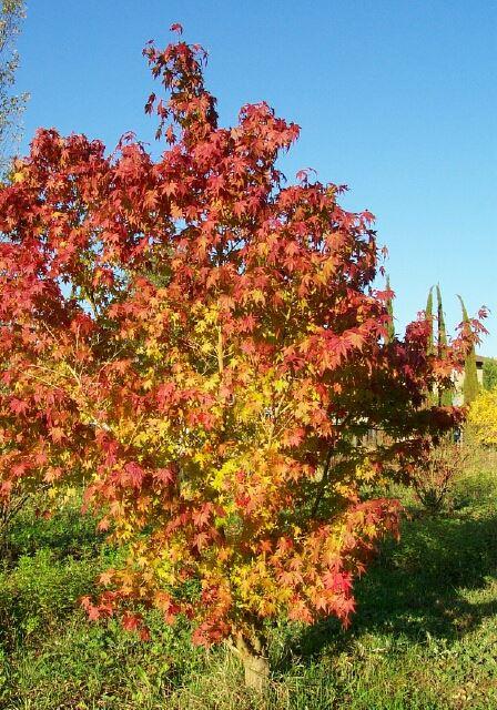Acer palmatum / Fächer-Ahorn