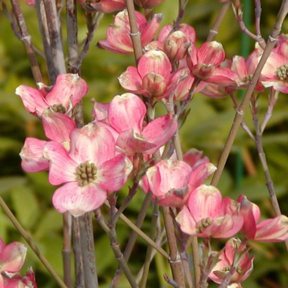 Cornus florida 'Cherokee Chief'