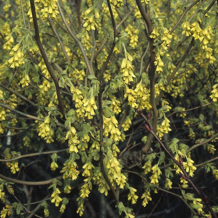 Corylopsis spicata