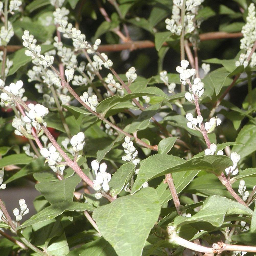 Deutzia scabra 'Codsall Pink'