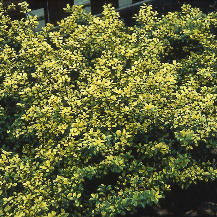 Ilex crenata 'Golden Gem'   -   