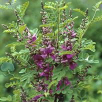 Indigofera heterantha