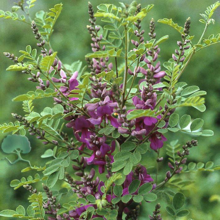 Indigofera heterantha