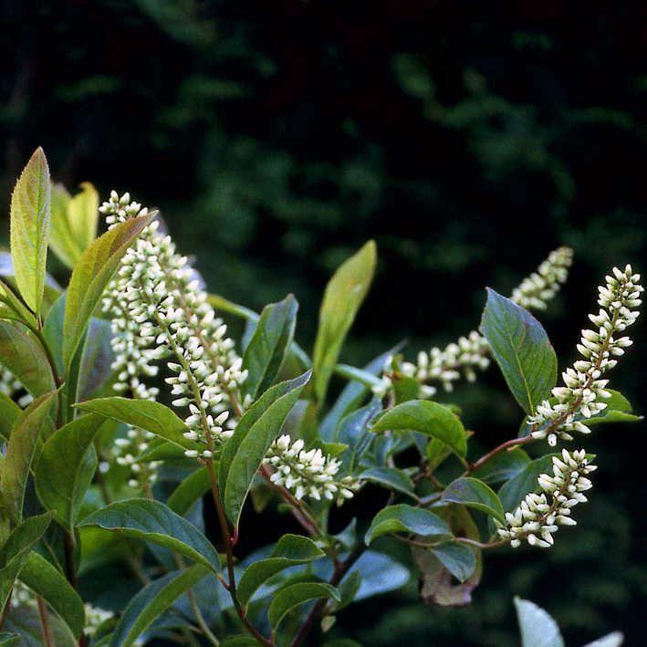 Itea virginica 'Henry's Garnet'