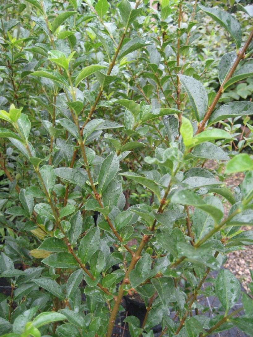 Liguster ovalifolium