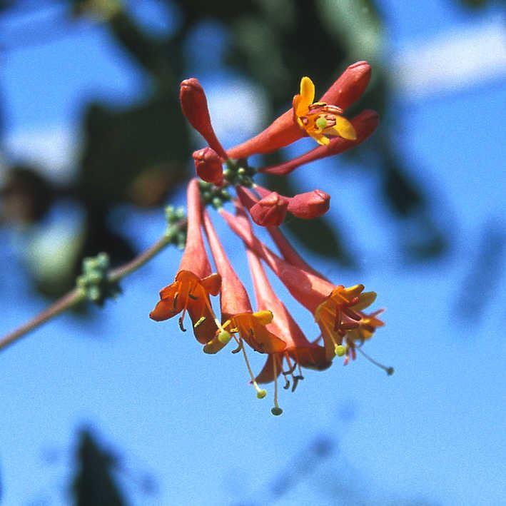Lonicera brownii 'Dropmore Scarlet' 